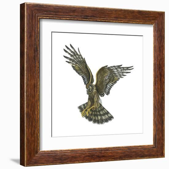 Marsh Hawk (Circus Cyaneus), Birds-Encyclopaedia Britannica-Framed Art Print