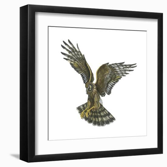 Marsh Hawk (Circus Cyaneus), Birds-Encyclopaedia Britannica-Framed Art Print