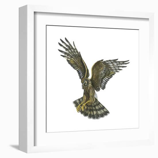 Marsh Hawk (Circus Cyaneus), Birds-Encyclopaedia Britannica-Framed Art Print