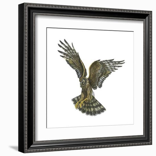 Marsh Hawk (Circus Cyaneus), Birds-Encyclopaedia Britannica-Framed Art Print