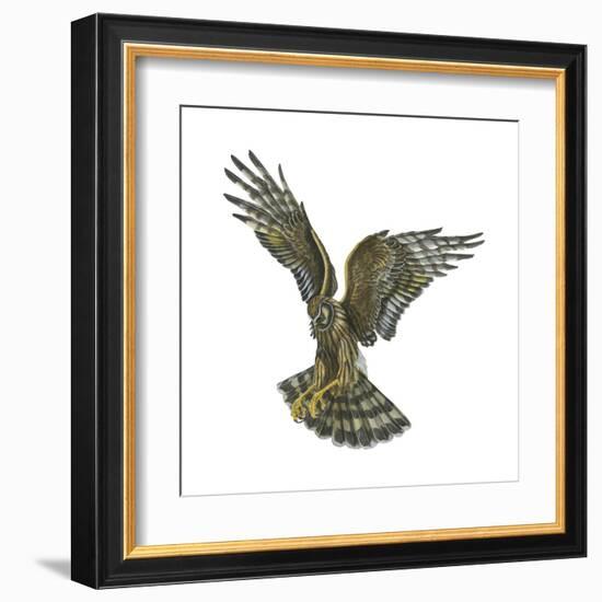 Marsh Hawk (Circus Cyaneus), Birds-Encyclopaedia Britannica-Framed Art Print