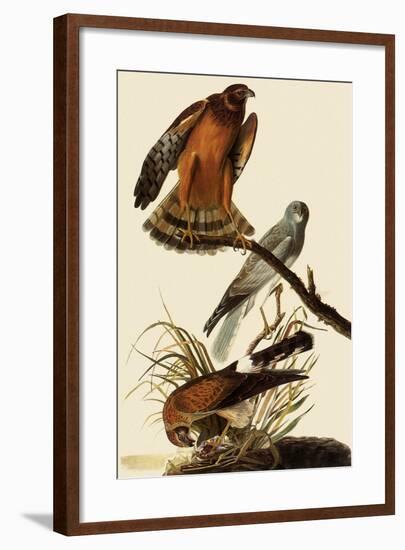 Marsh Hawks-John James Audubon-Framed Giclee Print