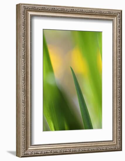 Marsh Iris, Yellow Iris, Iris Pseudacorus, Leaves in the Back Light-Andreas Keil-Framed Photographic Print