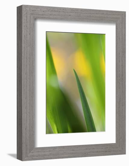 Marsh Iris, Yellow Iris, Iris Pseudacorus, Leaves in the Back Light-Andreas Keil-Framed Photographic Print