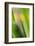 Marsh Iris, Yellow Iris, Iris Pseudacorus, Leaves in the Back Light-Andreas Keil-Framed Photographic Print