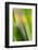 Marsh Iris, Yellow Iris, Iris Pseudacorus, Leaves in the Back Light-Andreas Keil-Framed Photographic Print