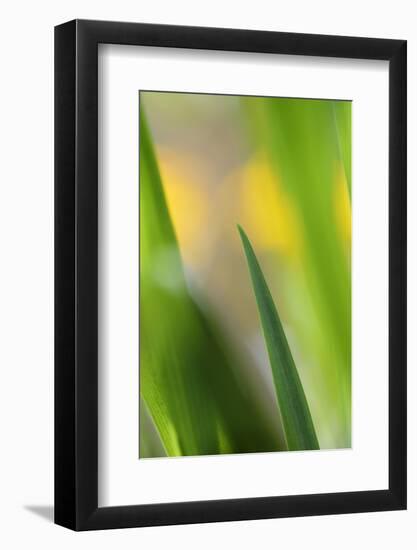 Marsh Iris, Yellow Iris, Iris Pseudacorus, Leaves in the Back Light-Andreas Keil-Framed Photographic Print