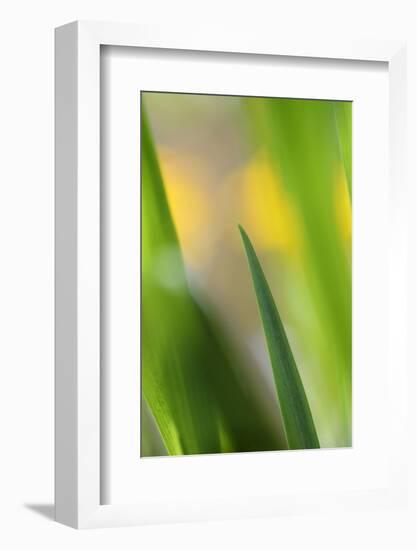 Marsh Iris, Yellow Iris, Iris Pseudacorus, Leaves in the Back Light-Andreas Keil-Framed Photographic Print