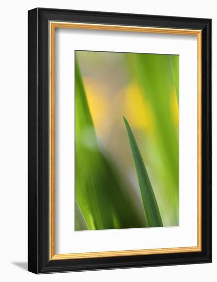 Marsh Iris, Yellow Iris, Iris Pseudacorus, Leaves in the Back Light-Andreas Keil-Framed Photographic Print