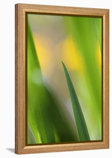 Marsh Iris, Yellow Iris, Iris Pseudacorus, Leaves in the Back Light-Andreas Keil-Framed Premier Image Canvas