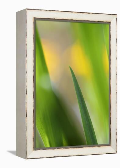 Marsh Iris, Yellow Iris, Iris Pseudacorus, Leaves in the Back Light-Andreas Keil-Framed Premier Image Canvas