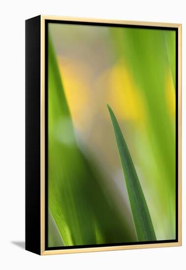 Marsh Iris, Yellow Iris, Iris Pseudacorus, Leaves in the Back Light-Andreas Keil-Framed Premier Image Canvas