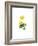 Marsh Marigold, 1998-Nell Hill-Framed Giclee Print