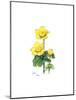 Marsh Marigold, 1998-Nell Hill-Mounted Giclee Print