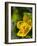 Marsh Marigold (Caltha Palustris)-Adrian Bicker-Framed Photographic Print