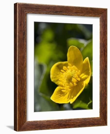 Marsh Marigold (Caltha Palustris)-Adrian Bicker-Framed Photographic Print