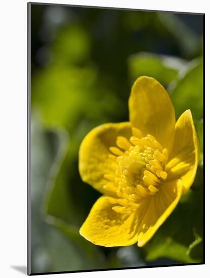 Marsh Marigold (Caltha Palustris)-Adrian Bicker-Mounted Photographic Print