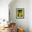 Marsh Marigold (Caltha Palustris)-Adrian Bicker-Framed Photographic Print displayed on a wall