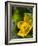 Marsh Marigold (Caltha Palustris)-Adrian Bicker-Framed Photographic Print