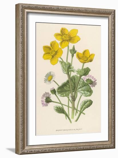 Marsh Marigold Depicted with Bellis Perennis, Common Daisy-F. Edward Hulme-Framed Art Print