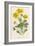 Marsh Marigold Depicted with Bellis Perennis, Common Daisy-F. Edward Hulme-Framed Art Print