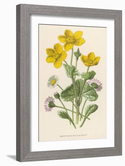 Marsh Marigold Depicted with Bellis Perennis, Common Daisy-F. Edward Hulme-Framed Art Print