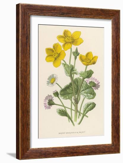 Marsh Marigold Depicted with Bellis Perennis, Common Daisy-F. Edward Hulme-Framed Art Print