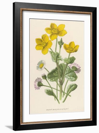 Marsh Marigold Depicted with Bellis Perennis, Common Daisy-F. Edward Hulme-Framed Art Print