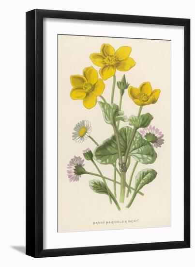 Marsh Marigold Depicted with Bellis Perennis, Common Daisy-F. Edward Hulme-Framed Art Print