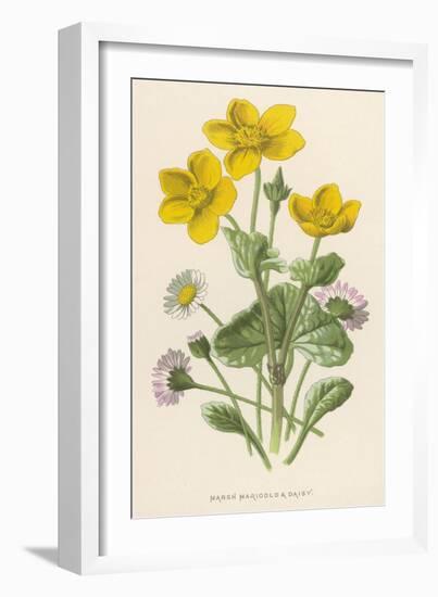 Marsh Marigold Depicted with Bellis Perennis, Common Daisy-F. Edward Hulme-Framed Art Print