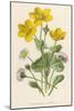 Marsh Marigold Depicted with Bellis Perennis, Common Daisy-F. Edward Hulme-Mounted Art Print