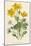 Marsh Marigold Depicted with Bellis Perennis, Common Daisy-F. Edward Hulme-Mounted Art Print