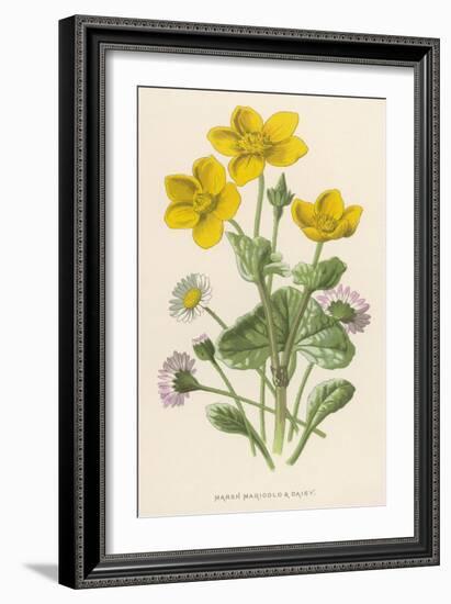 Marsh Marigold Depicted with Bellis Perennis, Common Daisy-F. Edward Hulme-Framed Art Print