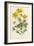 Marsh Marigold Depicted with Bellis Perennis, Common Daisy-F. Edward Hulme-Framed Art Print