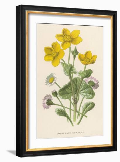 Marsh Marigold Depicted with Bellis Perennis, Common Daisy-F. Edward Hulme-Framed Art Print