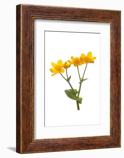 Marsh-marigold in flower-Gary K Smith-Framed Photographic Print