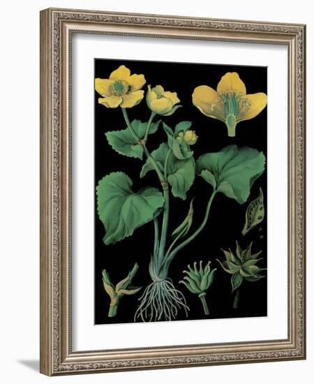 Marsh Marigold-null-Framed Giclee Print