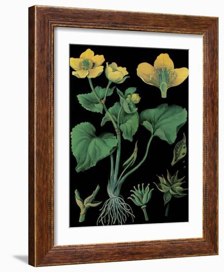 Marsh Marigold-null-Framed Giclee Print