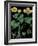 Marsh Marigold-null-Framed Giclee Print