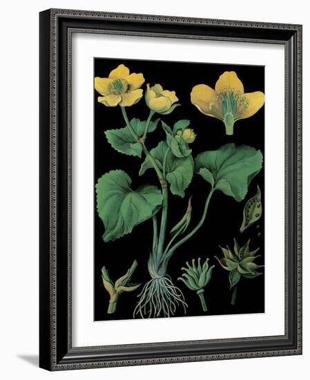Marsh Marigold-null-Framed Giclee Print