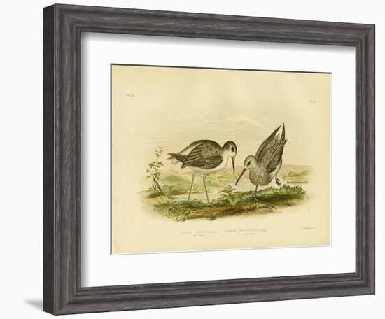 Marsh Sandpiper, 1891-Gracius Broinowski-Framed Giclee Print
