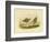 Marsh Sandpiper, 1891-Gracius Broinowski-Framed Giclee Print
