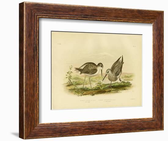 Marsh Sandpiper, 1891-Gracius Broinowski-Framed Giclee Print