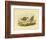 Marsh Sandpiper, 1891-Gracius Broinowski-Framed Giclee Print