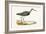 Marsh Sandpiper,  from 'A History of the Birds of Europe Not Observed in the British Isles'-English-Framed Giclee Print