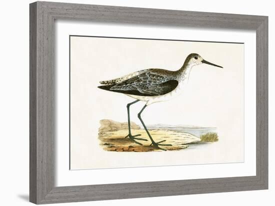 Marsh Sandpiper,  from 'A History of the Birds of Europe Not Observed in the British Isles'-English-Framed Giclee Print