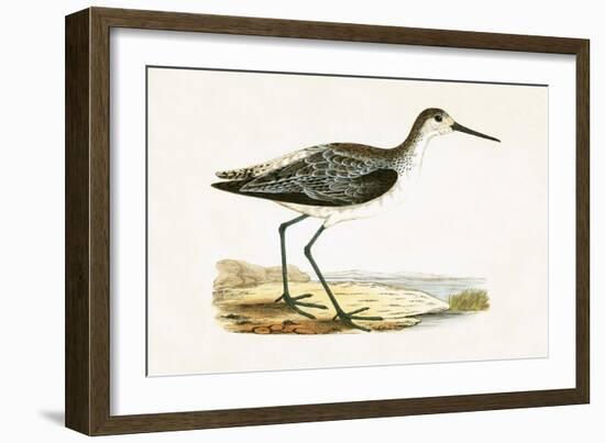 Marsh Sandpiper,  from 'A History of the Birds of Europe Not Observed in the British Isles'-English-Framed Giclee Print