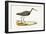 Marsh Sandpiper,  from 'A History of the Birds of Europe Not Observed in the British Isles'-English-Framed Giclee Print