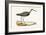 Marsh Sandpiper,  from 'A History of the Birds of Europe Not Observed in the British Isles'-English-Framed Giclee Print