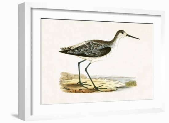 Marsh Sandpiper,  from 'A History of the Birds of Europe Not Observed in the British Isles'-English-Framed Giclee Print